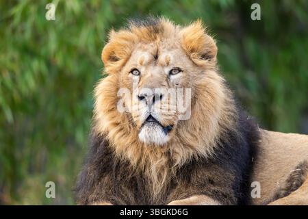 Löwe (Panthera leo) männlich, Porträt, Gefangener, Deutschland Stockfoto