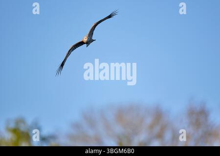 Drachen, schwarzer Drachen, Milvus migrans, im Flug Stockfoto