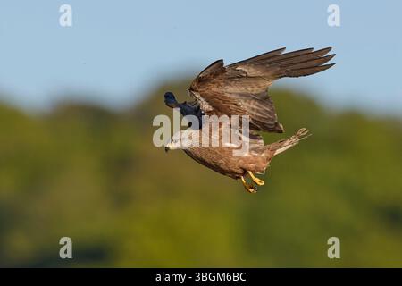 Drachen, schwarzer Drachen, Milvus migrans, im Flug Stockfoto