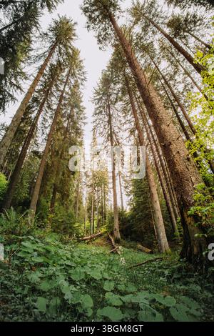 Ultra-Weitwinkelaufnahmen im Querformat. Unteransicht der Tannen im Wald, heller und blauer Himmel sichtbar auf der Spitze der Tannen. Stockfoto