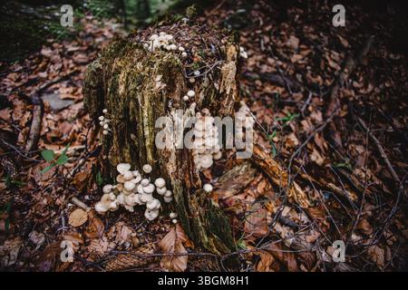 Foto mit unscharfem Hintergrund und selektivem Fokus. Hintergrundbild. Aus der rauen Rinde eines alten Baumstamms wachsen zarte Pilze hervor. Stockfoto