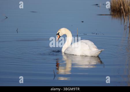 Höckerschwan - Cygnus olor Stockfoto
