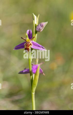 Wespenorchidee – Ophrys apifera var. Trollii Stockfoto