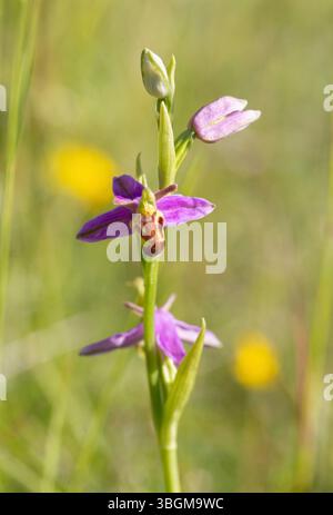 Wespenorchidee – Ophrys apifera var. Trollii Stockfoto
