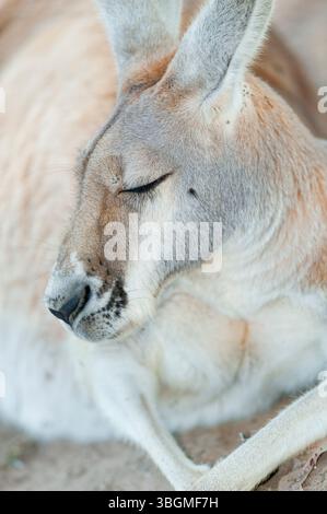 Ostgraues Känguru (Macropus giganteus) Sleeping, Lone Pine Koala Sanctuary, Brisbane, Queensland, Australien Stockfoto