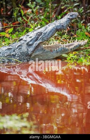 Amerikanischer Alligator (Alligator missipiensis), der seine Kiefer öffnet, Sanibel Island, J.N. Ding Darling National Wildlife Refuge, Florida, USA Stockfoto