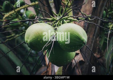 Kokosnüsse auf einer Palme im Costa-ricanischen Regenwald Stockfoto