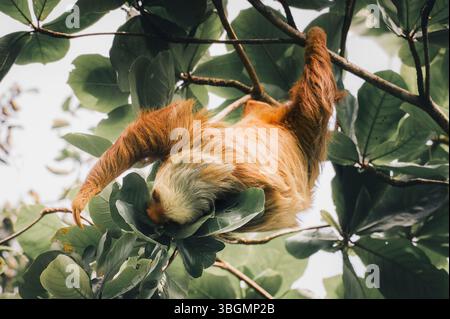 Zweifingerfaultier (Choloepus didactylus) im Regenwald Costa Ricas Stockfoto