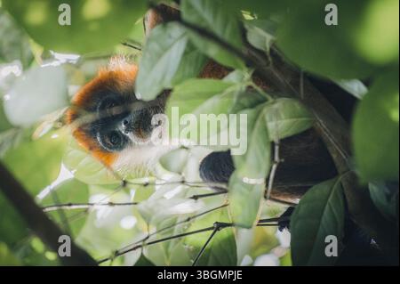 Geoffroys Spinnenaffen (Ateles geoffroyi) im Regenwald von Costa Rica Stockfoto