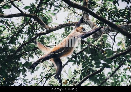 Geoffroys Spinnenaffen (Ateles geoffroyi) im Regenwald von Costa Rica Stockfoto