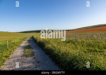 An einem Sommerabend auf einem Pfad in der Landschaft von Sussex mit Pflanzen und Wildblumen unter blauem Himmel Stockfoto