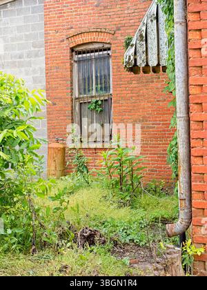 Mit Weinreben ummantelte Dachrinne und Fenstermarkise auf einem alten Backsteingebäude in Plains Georgia Stockfoto