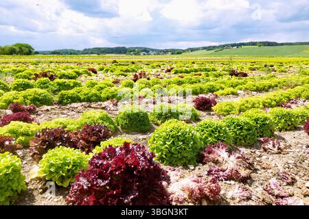 Salatanbau mit Lollo Rocso, Lollo Bionda und Eichenblattsalat im Vilstal bei Mettenhausen im Landkreis Dingolfing-Landau in Niederbayern Stockfoto