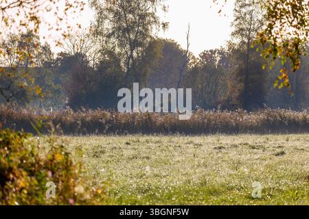 Herbststimmung mit Morgentau auf Gräsern und Schilf in Oberbayern in Deutschland Stockfoto