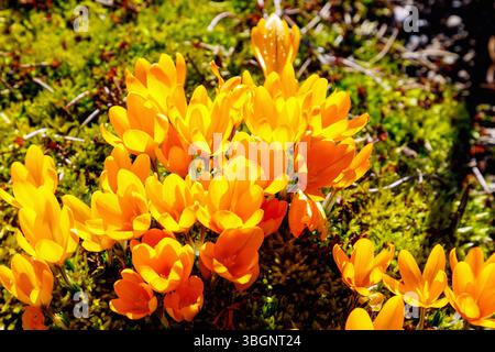 Goldene Krokusse (Crocus flavus Weston, Gelbblumenkrokusse) in Moos Stockfoto