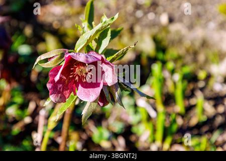 Orientalische Weihnachtsrose Rosa Dame (Oriental Hellebore, Helleborus orientalis) Stockfoto
