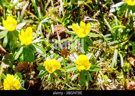 Blühende Winterakonite (Eranthis hyemalis) in Moos mit Herbstlaub Stockfoto