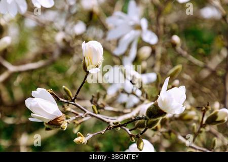 Zweige mit Blütenknospen der Sternmagnolie (Magnolia stellata maxim.) Stockfoto