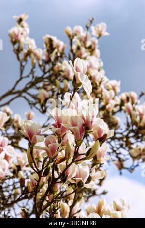 Zweige mit Blüten der Yulan Magnolia (Magnolia denudata) Stockfoto