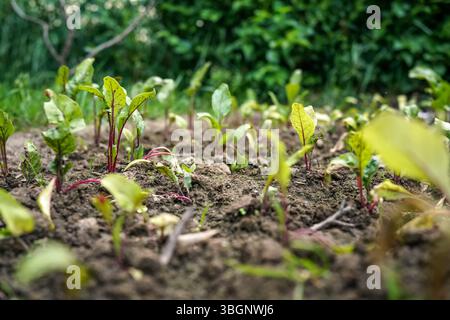 Junge Rote-Bete-Setzlinge, die im Garten wachsen - Nahaufnahme auf grünen Blättern mit violetten Adern Stockfoto