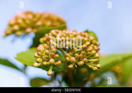 Großblütiger, duftender Schneeball (Viburnum carlcephalum) mit Blütenknospen Stockfoto