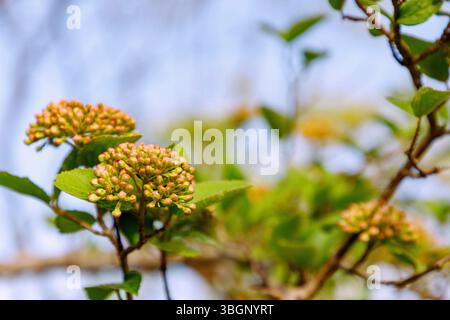 Großblütiger, duftender Schneeball (Viburnum carlcephalum) mit Blütenknospen Stockfoto