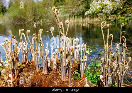 King Farn (Osmunda regalis) auf dem Teichufer, Farnwedel Rollen aus Stockfoto