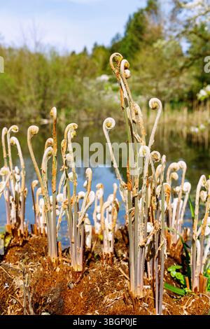 King Farn (Osmunda regalis) auf dem Teichufer, Farnwedel Rollen aus Stockfoto