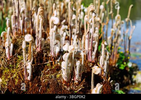 King Farn (Osmunda regalis) auf dem Teichufer, Farnwedel Rollen aus Stockfoto