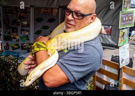 Ein Mann hält Eine burmesische Python auf der Steyning Country Fair, Steyning, West Sussex, Großbritannien. Stockfoto