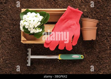 Holzkiste mit Handschuhen, Töpfen und Pflanzen im Garten Stockfoto