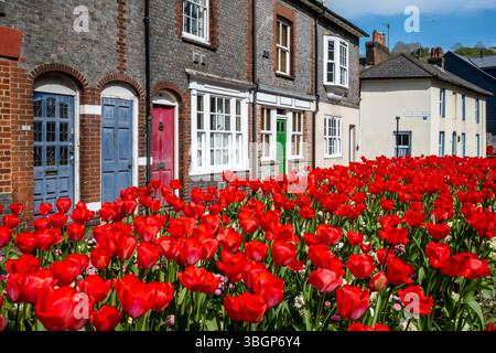 Farbenfrohe Tulpen mit historischen Häusern im Backround, Lewes, East Sussex, Großbritannien. Stockfoto