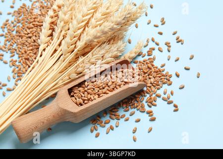 Weizenohren mit Körnern und Holzlöffel auf blauem Hintergrund Stockfoto