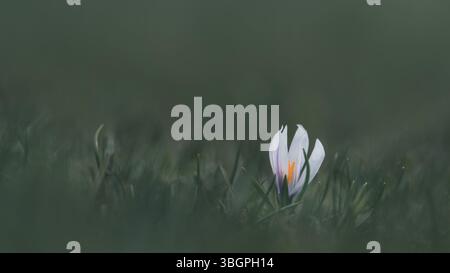 Makrophotographie eines einzigen weißen Krokus (Crocus Sativus) auf einer grünen Wiese, pastellfarben, dunkle Stimmung, Minimalismus, Kopierraum, negativer Raum, 16:9 Stockfoto