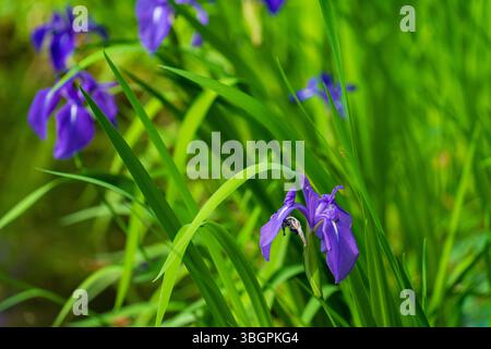Iris laevigata (Japanische Iris) im Garten Stockfoto