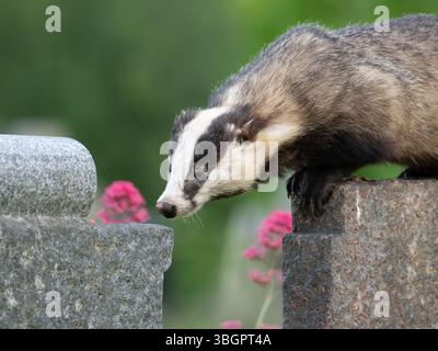 Wilder Dachs in der Stadt Bristol Großbritannien [ Meles Meles] Stockfoto