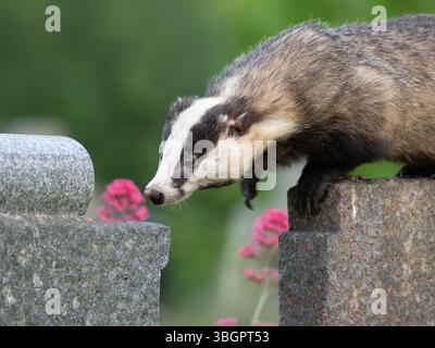 Wilder Dachs in der Stadt Bristol Großbritannien [ Meles Meles] Stockfoto