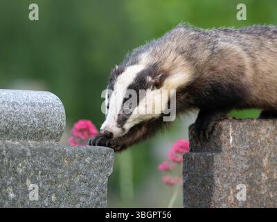 Wilder Dachs in der Stadt Bristol Großbritannien [ Meles Meles] Stockfoto