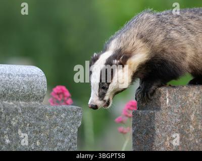 Wilder Dachs in der Stadt Bristol Großbritannien [ Meles Meles] Stockfoto