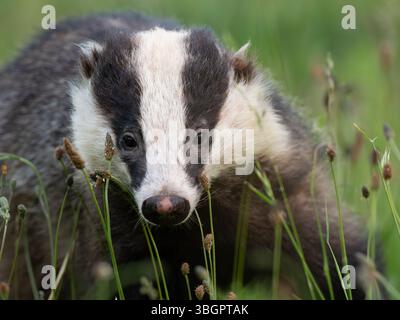 Wilder Dachs in der Stadt Bristol Großbritannien [ Meles Meles] Stockfoto