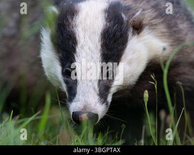 Wilder Dachs in der Stadt Bristol Großbritannien [ Meles Meles] Stockfoto