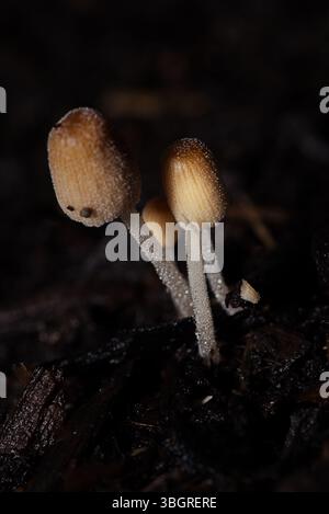 Nahaufnahme kleiner Pilze in einem feuchten Blumenbeet Stockfoto