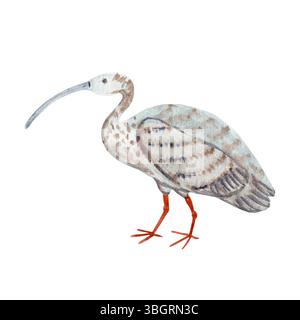 Ibis Vogel mit langem geschwungenem Schnabel, gemusterten Federn isoliert auf weißem Aquarell. Perfekt für umweltfreundliche Verpackungen, Tierbücher und Vogelbeobachtungen Stockfoto
