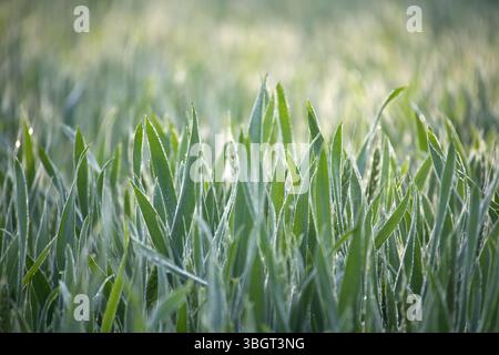 Frische grüne Grashalme, bedeckt mit Morgentau, beleuchtet durch sanftes natürliches Sonnenlicht, schaffen eine ruhige und lebendige, von der Natur inspirierte Atmosphäre. Stockfoto