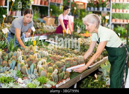Alte Verkäuferin, die Kaktus in Blumentöpfen hält, auf dem offenen Pflanzenmarkt Stockfoto
