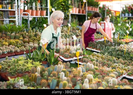 Alte Verkäuferin, die Kaktus in Blumentöpfen hält, auf dem offenen Pflanzenmarkt Stockfoto
