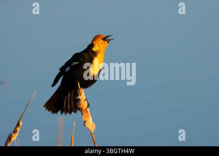 Yellow-headed blackbird (Xanthocephalus xanthocephalus), Benton Lake National Wildlife Refuge, Montana Stockfoto