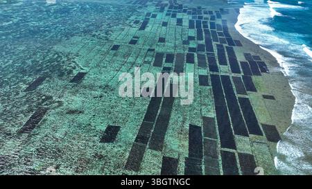 Endlose Reihen von Algenfarmen bilden markante schwarze Gitter in kristallklarem Wasser. Die Wellen brechen sanft entlang der Küste dieses wunderschönen indonesischen Ba Stockfoto