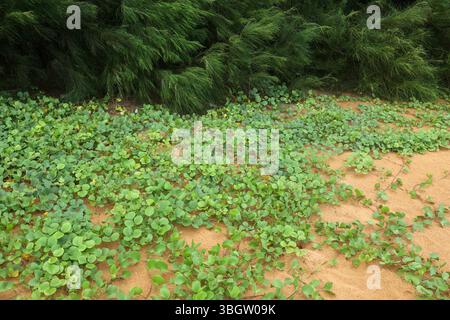 Ipomoea pes-Caprae, Beach Morning Glory, Ziegenfuß-Kriechgang, Railroad Rebe, tropisch, Meer, subtropische, Küsten, Kriechgebiete, Strände, Trivandrum Kerala Stockfoto