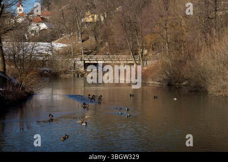 Postojna, Slowenien - 15. Januar 2022: Enten schwimmen im Wasser an einem sonnigen Wintertag in Slowenien in der Nähe der Postojna-Höhle. Stockfoto
